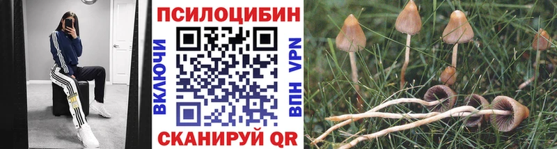 купить наркоту Стародуб Псилоцибиновые грибы GOLDEN TEACHER